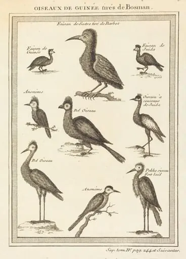 Oiseaux de guinee tires de bosman