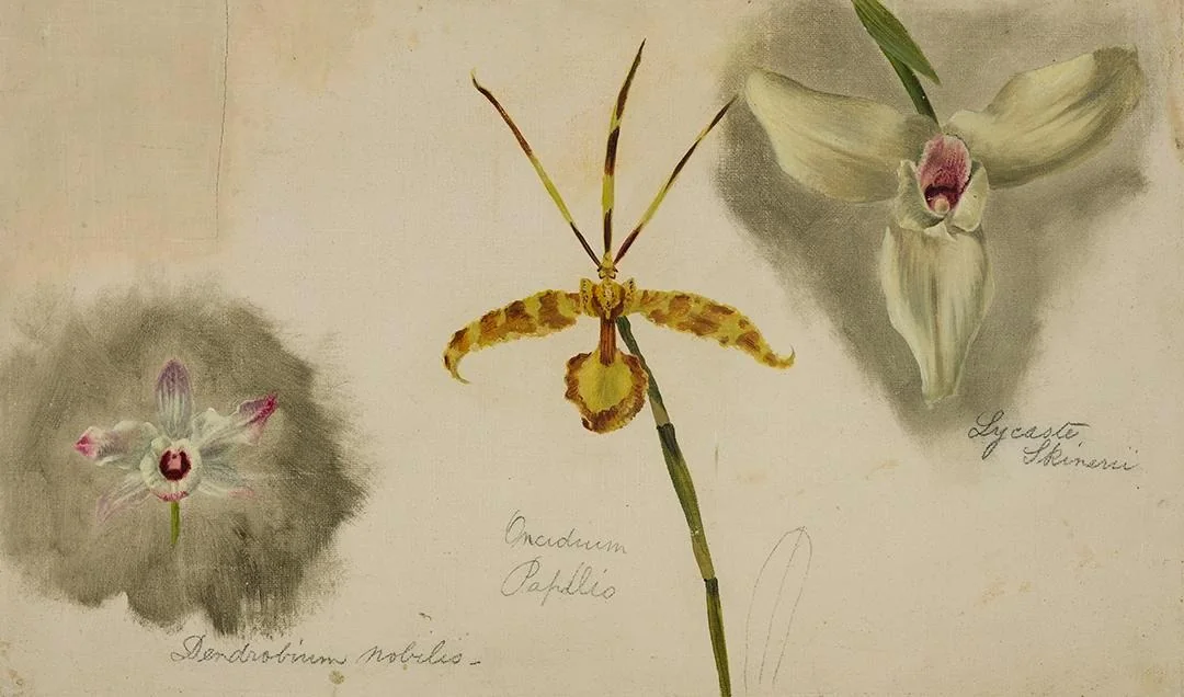 Three Orchids (Dendrobium Nobile/Oncidium Papilio/Lycaste Skinneri), by William Jacob Hays, oil, 1867