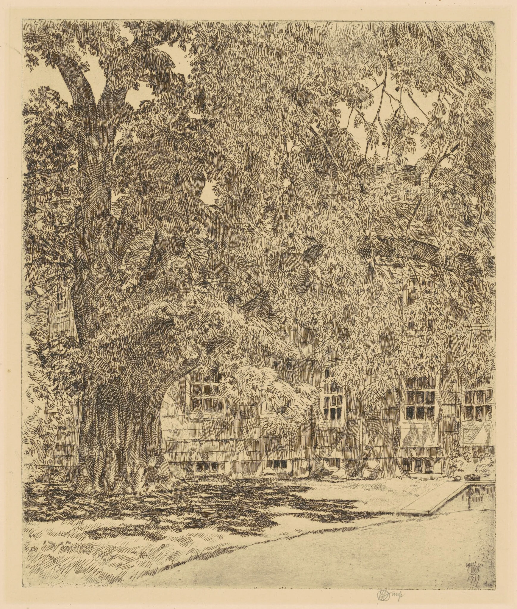 Giant Elm, Easthampton