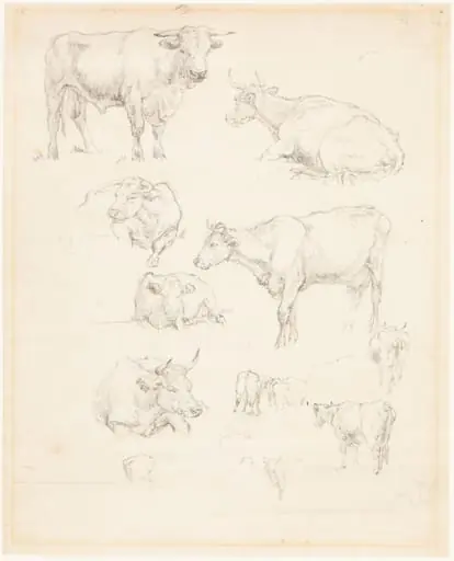 Studies of Cattle
