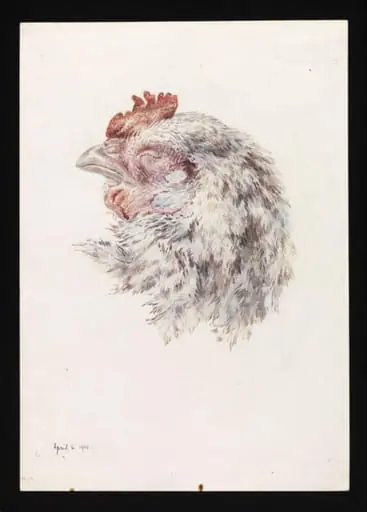 Head of a dead hen