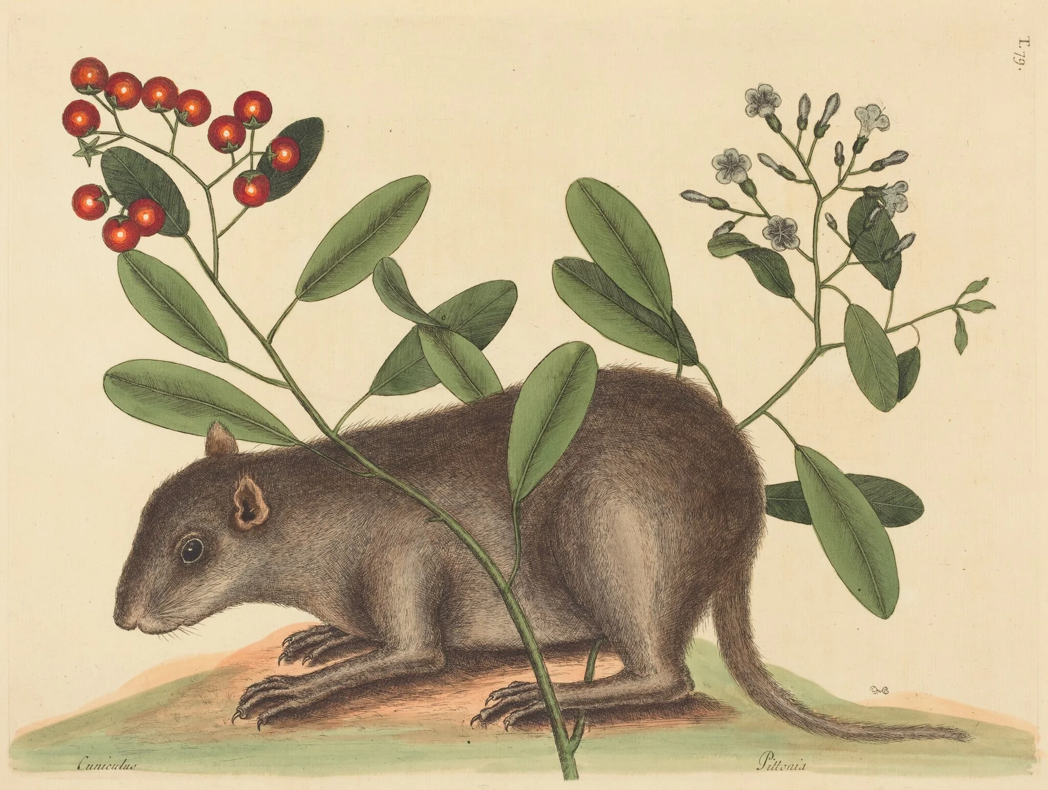 The Bahama Coney (Mus Monax)